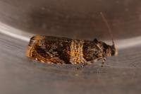 Celypha aurofasciana