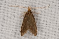 Eurodachtha pallicornella