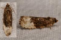 Hedya nubiferana