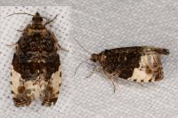 Hedya pruniana