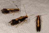 Monopis obviella