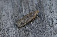 Bryotropha senectella