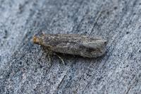 Bryotropha senectella