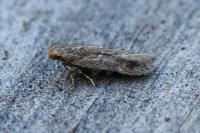 Bryotropha senectella