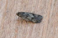 Borkhausenia fuscescens