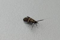 Nemophora associatella