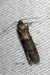 Blastobasis phycidella