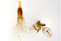 Blastobasis phycidella