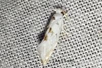 Niphonympha dealbatella