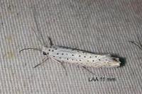 Yponomeuta evonymella