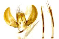 Yponomeuta evonymella