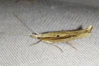 Ypsolopha nemorella