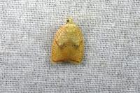 Acleris forsskaleana