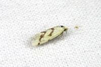 Aethes flagellana