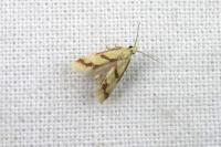 Aethes flagellana