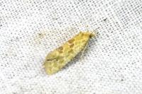 Aethes moribundana
