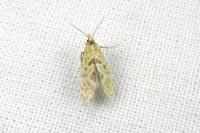 Aethes moribundana