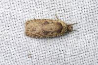 Agonopterix