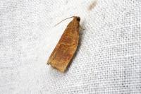 Archips rosana