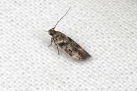 Caryocolum blandulellum