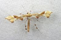 Cnaemidophorus rhododactylus