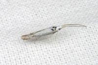 Coleophora