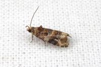 Lobesia botrana