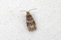 Lobesia botrana