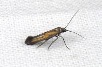 Ochromolopis ictella