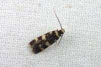 Oegoconia