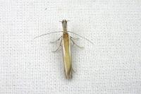 Pleurota aristella