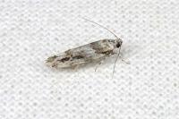 Recurvaria nanella