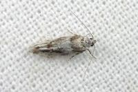 Recurvaria nanella