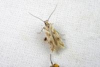 Stomopteryx detersella