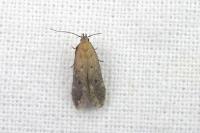 Stomopteryx