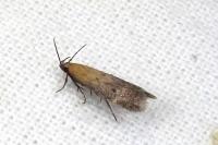 Stomopteryx