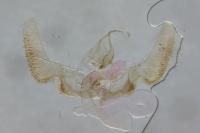Epinotia abbreviana