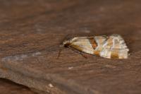 Aethes cnicana/rubigana
