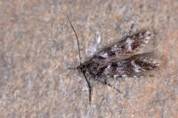 Prolita sexpunctella