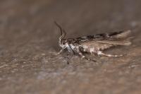 Prolita sexpunctella