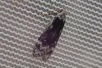 Anacampsis blattariella