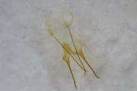 Anacampsis blattariella