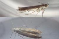 Isophrictis corsicella