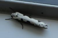 Ethmia bipunctella