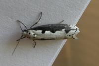 Ethmia bipunctella
