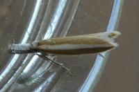 Pleurota aristella