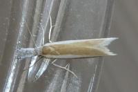 Pleurota aristella
