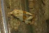 Phalonidia contractana