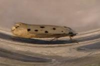 Ethmia terminella