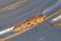 Ethmia terminella